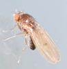 Drosophila immigrans